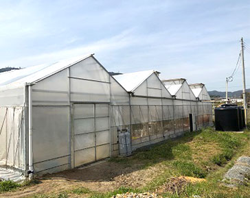 ミニトマトが栽培