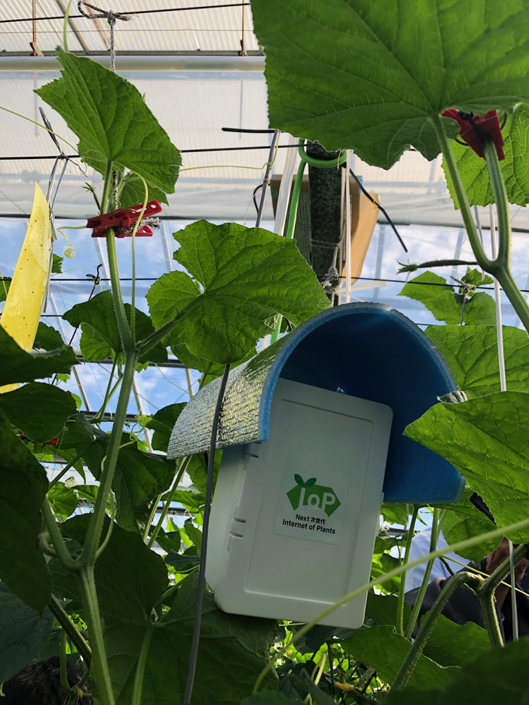 IoPクラウド導入