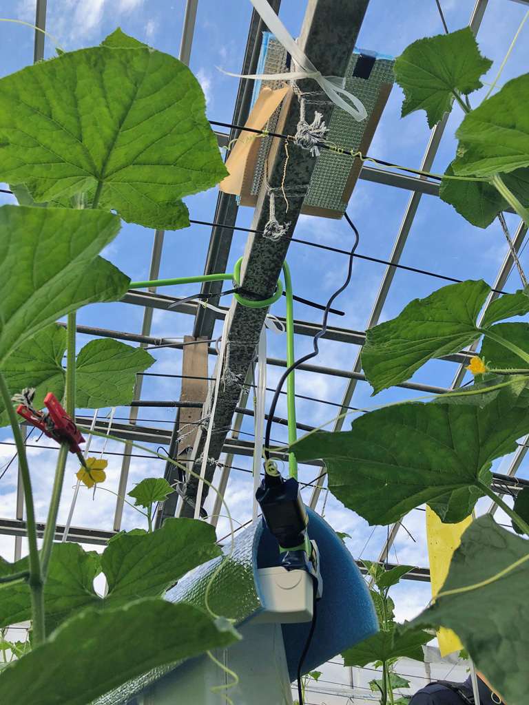 春野キュウリ農家